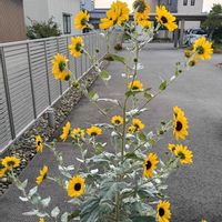 ヒマワリ,ヒマワリ,玄関アプローチの画像