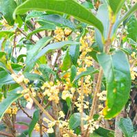 キンモクセイ,アガベ,多肉植物,多肉大好き,多肉植物とサボテンの画像