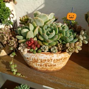 スカーレット,多肉植物,多肉の寄せ植え,多肉寄せ植え,多肉大好きの画像