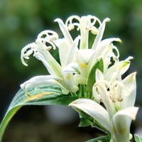 鉢植え,小さな庭の画像