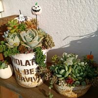 多肉植物,多肉の寄せ植え,多肉寄せ植え,多肉大好き,多肉ちゃんの画像