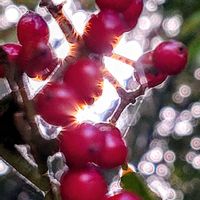 ガマズミ,ガマズミ の実,ガマズミ(莢蒾),いつもありがとう♡,赤い実の画像