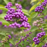 コムラサキ,ムラサキシキブ,仲良し,花のある暮らし,おうち園芸の画像