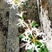 ケイトウ,ビカクシダ,睡蓮,エビスグサの画像