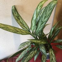アグラオネマ,アグラオネマ・シルバークイーン,観葉植物,鉢植え,ガーデニングの画像