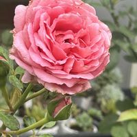 ビアンヴニュ,バラを楽しむ,バラが好き,ばら バラ 薔薇,薔薇愛同盟の画像