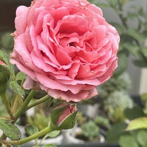 ビアンヴニュ,バラを楽しむ,バラが好き,ばら バラ 薔薇,薔薇愛同盟の画像