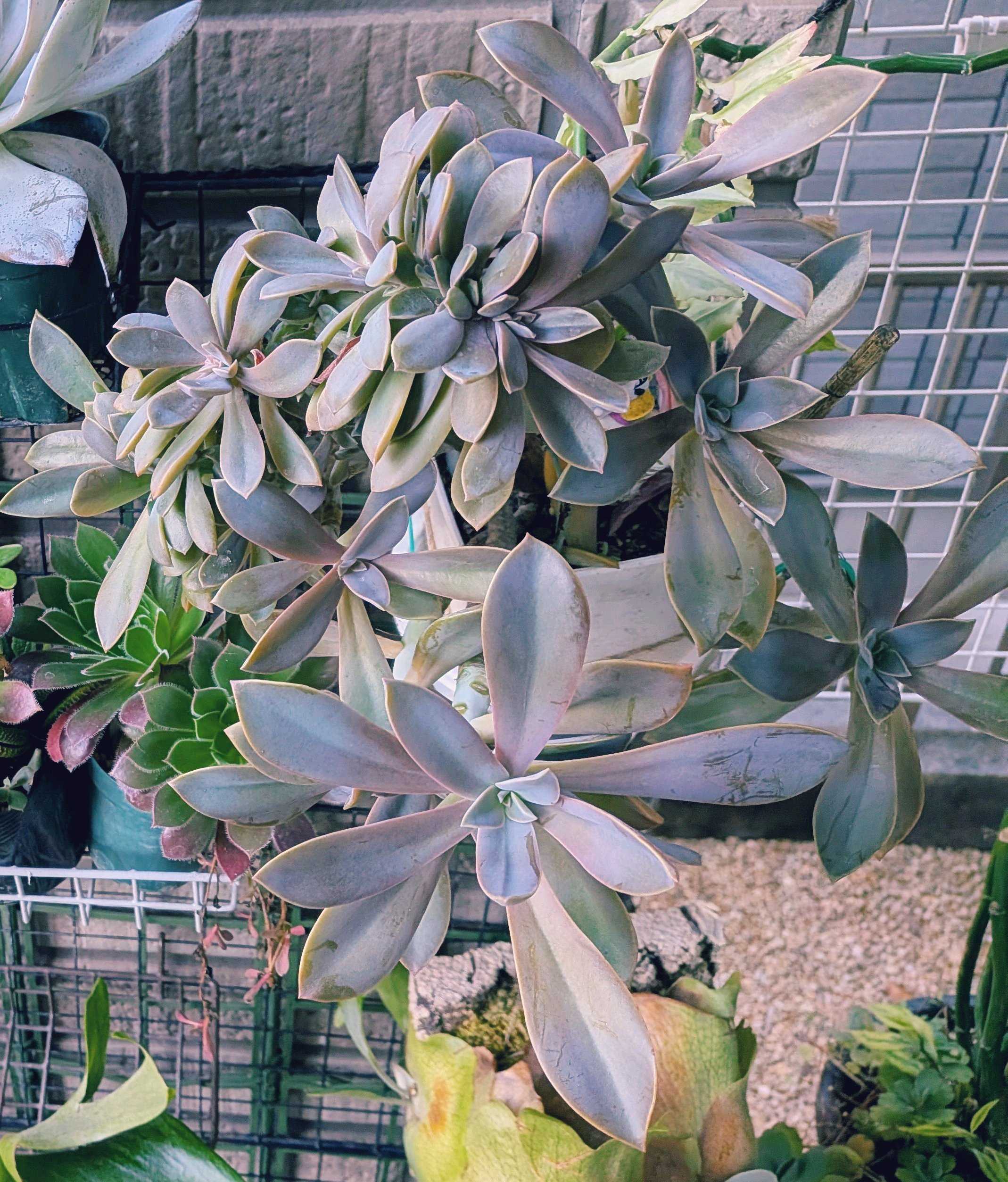 品種名 ビカクシダの森