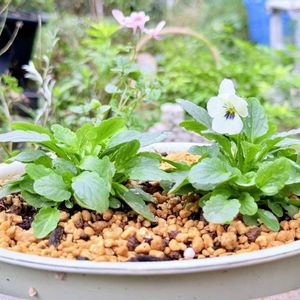 ビオラ ももか わたあめ,鉢植え,庭の画像