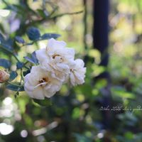 バラ,バラ アルテミス,ディープボルドー,バラ ムタビリス,花のある暮らしの画像