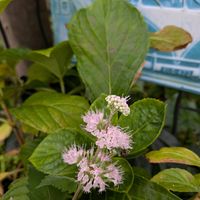 ダンギク,トキワシノブ,明日葉の花,自宅の庭,ホトトギス白の蕾の画像