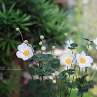 シュウメイギク,地植え,花のある暮らし,緑のある暮らし,HTCの画像