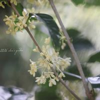ギンモクセイ,地植え,花のある暮らし,緑のある暮らし,HTCの画像