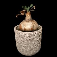 ブーファン・ハエマンソイデス,球根植物,南アフリカ原産,珍奇植物,ビザールプランツの画像