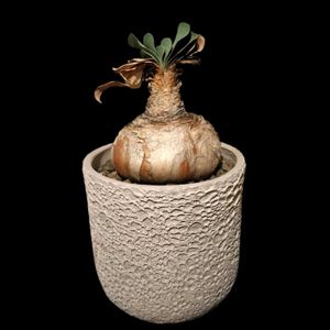ブーファン・ハエマンソイデス,球根植物,南アフリカ原産,珍奇植物,ビザールプランツの画像