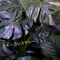 モンステラ,観葉植物,タイ・コンステレーションの画像