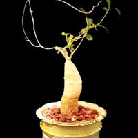 フォッケア・カムラ,塊根植物,コーデックス,ビザールプランツ,フォッケア属の画像