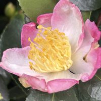 サザンカ,サザンカ,山野草,山野草大好きの画像
