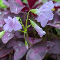 オキザリス・トライアングラリス,花のある暮らし,お花大好き♡の画像