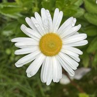 ハマギク(浜菊),花のある暮らしの画像