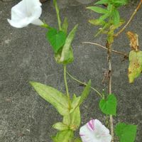 アサガオ,ジニア,玄関アプローチの画像