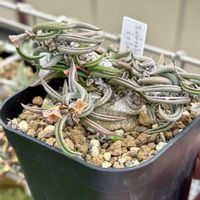 ユーフォルビア属,Euphorbia Cylindrifolia,ユーフォルビア,塊根植物,トウダイグサ科の画像