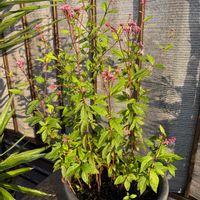 フジバカマ,花のある暮らし,バルコニー/ベランダ,家庭菜園,ベランダの画像