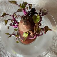 サツマイモ,水耕栽培,美しい葉,植物にありがとう♡,野菜の水耕栽培の画像