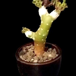オトンナ クレムノフィラ,塊根植物,オトンナ属,コーデックス,珍奇植物の画像