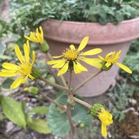 ダンギク,ツワブキ,元気もらえる,お花のある暮らしの画像