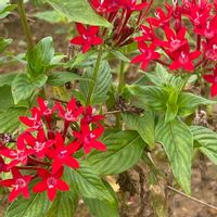 ペンタス,真っかな火曜日,アカネ科クササンタンカ属（ペンタス属）の画像