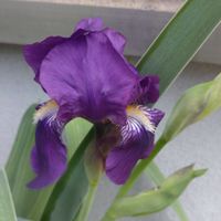 アヤメ,ジャーマンアイリス,菖蒲(あやめ),ガーデニング,植え込みの画像