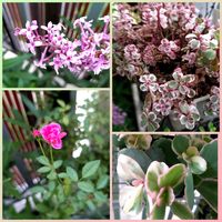 胡蝶の舞,姫ライラック,多肉植物,バラ・ミニバラ,コーカサスキリンソウ トリカラー。の画像
