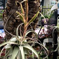 チランジア,マユハケオモト,ビレア,クシフィディウム・カエルレウム,花夢里にいつの画像