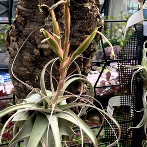 チランジア,マユハケオモト,ビレア,クシフィディウム・カエルレウム,花夢里にいつの画像