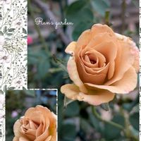 薔薇♪,花のある暮らし,GSのみなさんに感謝♡,小さな幸せ♡,がんばろう熊本！の画像