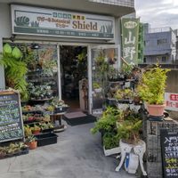 多肉植物,ウラボシ科,ビカクシダ属,食中植物,塊根の画像