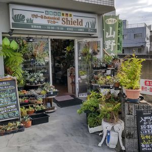 多肉植物,ウラボシ科,ビカクシダ属,食中植物,塊根の画像