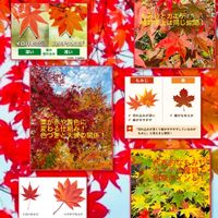 モミジ,カエデ,もみじ,モミジとカエデ,チーム新潟の画像