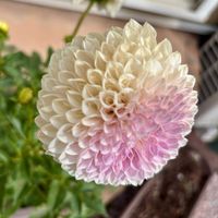 ダリア,鉢植え,可愛い,美しい,暮らしに花をの画像