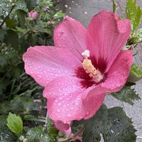 ムクゲ,ムクゲ,お散歩,通勤路,元気もらえるの画像