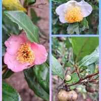 スイフヨウ,ナスタチウム,ヒマワリ,お茶の花,玄関の画像