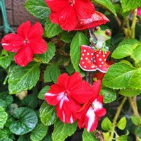 インパチェンス,キク,サンタンカ,ペンタス,花のある暮らしの画像