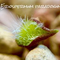 霧氷玉,Eriospermum paradoxum,カクタス広瀬,窓辺の画像