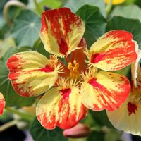 ナスタチウム,キンレンカ,ナスタチウム(金蓮花),ビタミンカラー,夏の花の画像