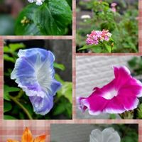 アサガオ,アサガオ,ランタナ,ランタナ,花のある暮らし♡の画像