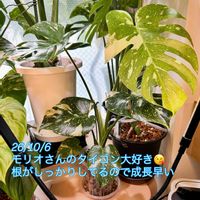 アンスリウム,モンステラ,フィロデンドロン,モンステラ デリシオーサ,斑入りモンステラの画像