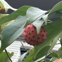 セイタカアワダチソウ,ヤマボウシ,秋桜(コスモス),ご近所,災害復旧の祈りの画像
