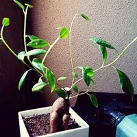 ガジュマル,ガジュマル,わが家の観葉植物❢,会社,部屋の画像