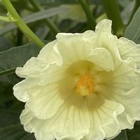 ローゼル,ハーブ,花壇,ガーデニング,山野草の画像